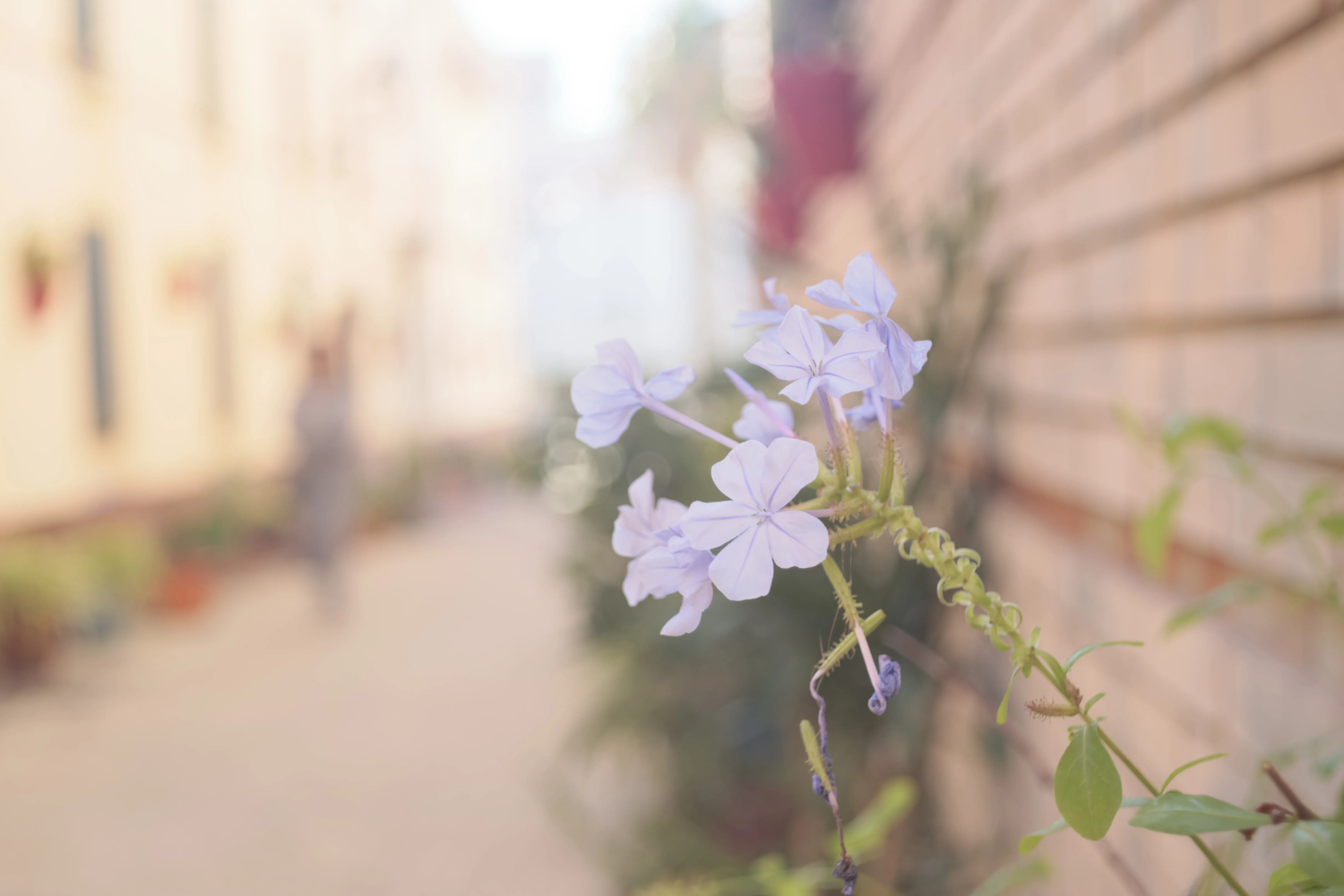 Meyer-Optik Görlitz Primagon 35mm f4.5 (M42) - _I4A0870.webp